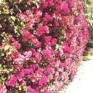 Meet your Posher, Michi